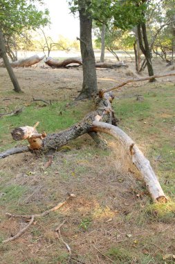 Ormandaki ağaç gövdesi