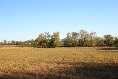 Ağaçlar ve mavi gökyüzü olan güzel bir manzara.