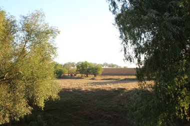 Sabah bir ağaç tarlasının güzel manzarası