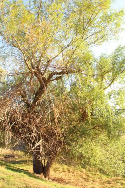 Ormandaki yaşlı ağaç