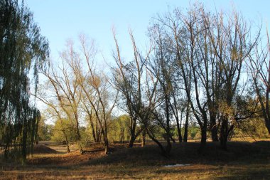 Ormandaki Ağaçlar ve Çalılar