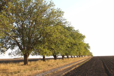 Alman Muensterland 'inde sonbahar manzarası