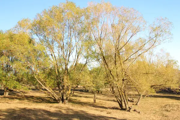 Bahar mevsiminde parkın yaprakları ve ağaçları