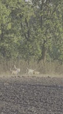 Ormandaki vahşi geyik