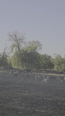 Tarladaki büyük beyaz at.