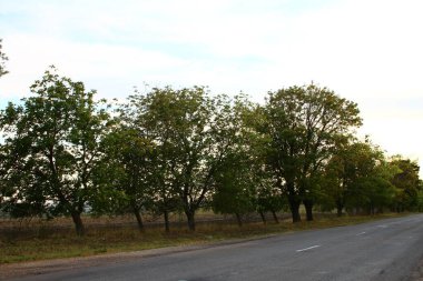 Sonbaharda yollar ve ağaçlar