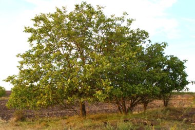 Kırsalda bir ağaç