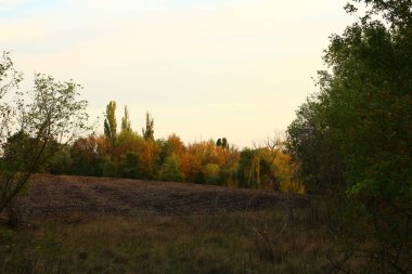 Sonbaharda kuru çimenler ve ağaçlarla kaplı bir manzara.