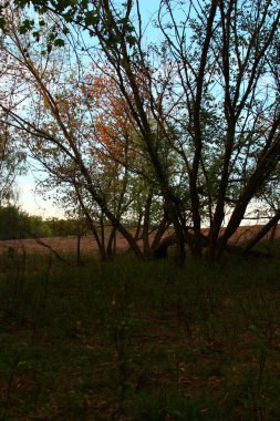Tarladaki güzel bir ağaç görüntüsü.