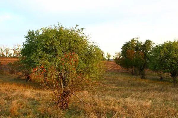 Sabahları sonbahar manzara