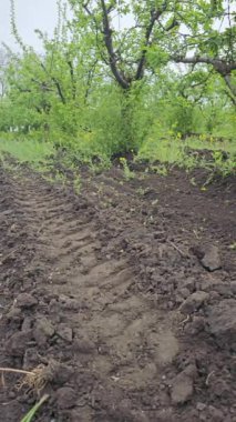 Bahçedeki yeşil bitkiler