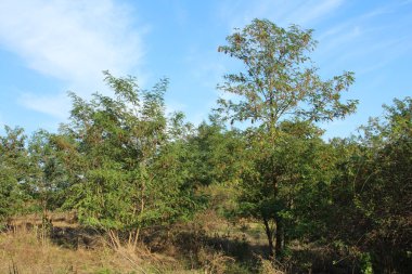 Doğada ağaç dalları, bitki örtüleri ve yapraklar,