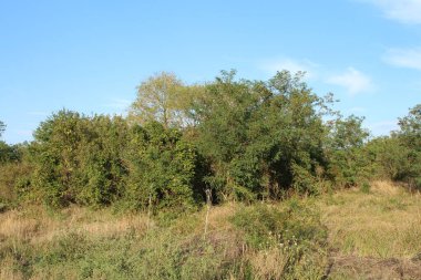 Ormanın güzel manzarası