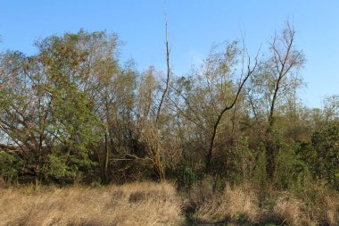Güzel sonbahar ağaçları, doğa, Slovakya