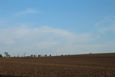 Bir yaz günü bir buğday tarlası. tarım