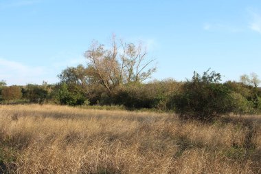 Güzel bir tarla ve ağaç görüntüsü.