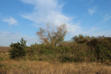 Kuru ağaçlar ve otlarla kaplı manzara