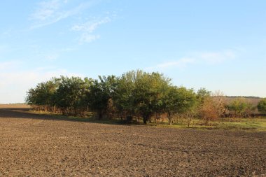 Olgun buğday tarlası mavi gökyüzünün arka planında.