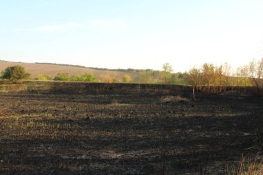 Yangından sonra yanmış otlar, ormanda yanmış otlar, Rusya...