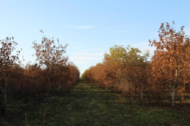 ilk sonbahar yaprakları