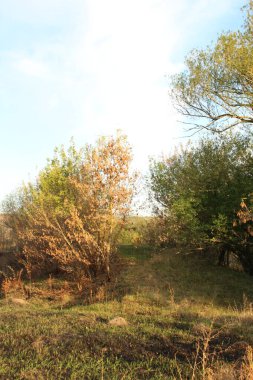 Kuzey Hindistan, Asya 'da güzel bir doğa manzarası.