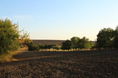 Arka planda buğday tarlası olan manzara