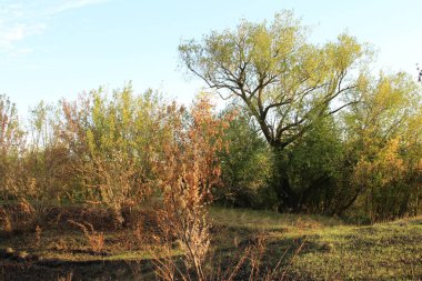 Ağaçlar ve otlarla dolu sonbahar manzarası
