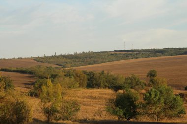 İtalya 'nın kırsal kesimindeki tarlaların ortasında bir ağaçla manzara