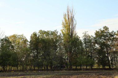 Güzel sonbahar manzarası, doğa, ağaçlar, ağaçlar