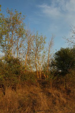 Hindistan 'da vahşi bir ormanın güzel bir görüntüsü.