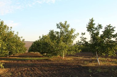 Doğanın güzel manzarası