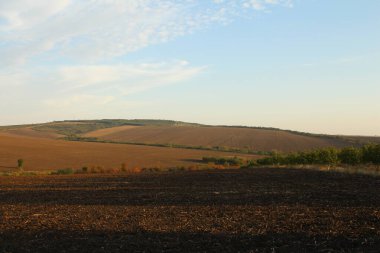 bir buğday tarlası ile manzara