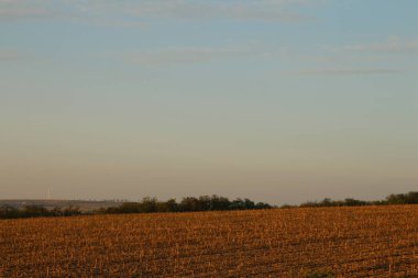 Gün batımında bir köyde buğday tarlası, yazın bir köy. yüksek kaliteli fotoğraf