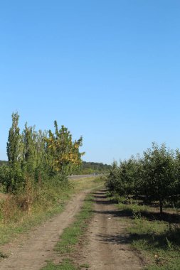 güneşli bir elma bahçesi