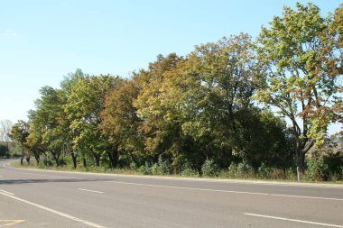 Parkta ağaçların arasından yol