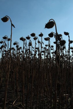 Tarlada kurumuş çiçek
