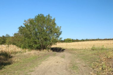 Sonbahar tarlası, sarı yapraklar