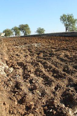 Toprakta kuraklık, yazın kuru toprak.