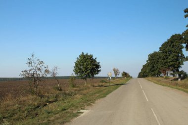 Ormanda yol