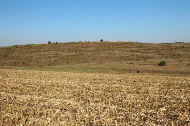 Mısır tarlası, tarım arazisi