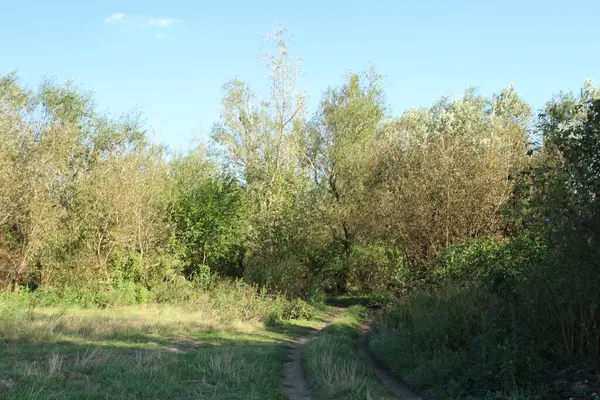 Ağaçlardan ve ormandan oluşan güzel bir manzara.