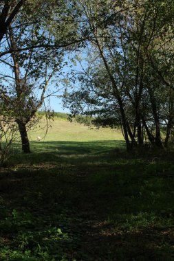 Ormanda yeşil çimenler