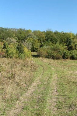 sonbahar orman ve yol