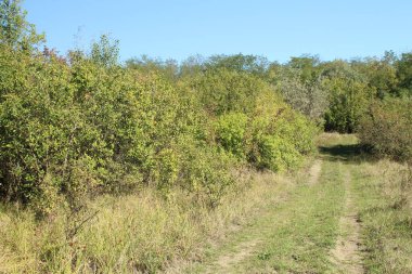 Kırsal bölgenin güzel bir manzarası var.