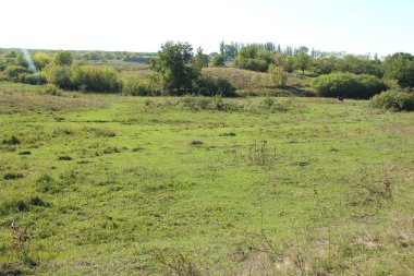 Ormanın küçük bir tarlası. Rusya 'daki köy.