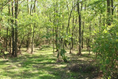 Ormanda yeşil ağaçlar, doğa