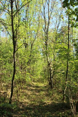 İlkbaharda orman ağaçları