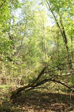 Doğadaki orman ağaçları