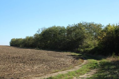 Sonbahar manzarası. Tarlada ağaçlar ve bitkiler