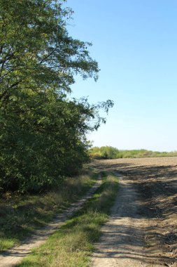 Yeşil arazili kırsal toprak yol
